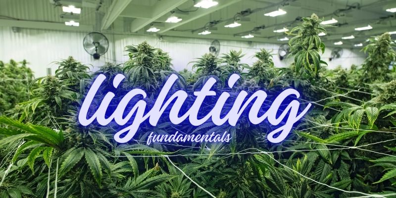 Cannabis Lighting Fundamentals
