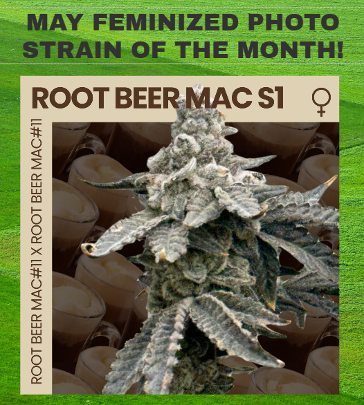 Banana Grape Soda Cannavis seeds