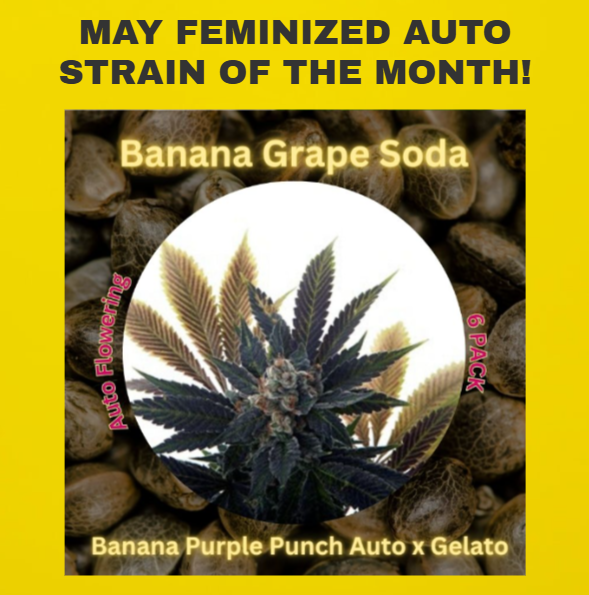 Banana Grape Soda Cannavis seeds