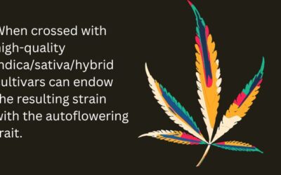 Indica vs. Sativa vs. Hybrid: Understanding the Real Differences