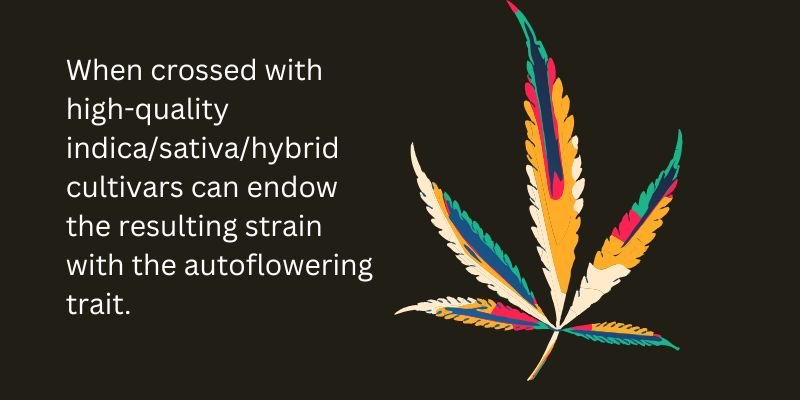 The Real Differences Between Indica vs. Sativa vs. Hybrid Cannabis