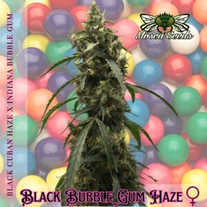 Black Bubble Gum Haze
