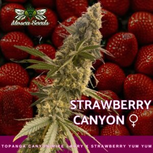 Mosca's Strawberry Canyon