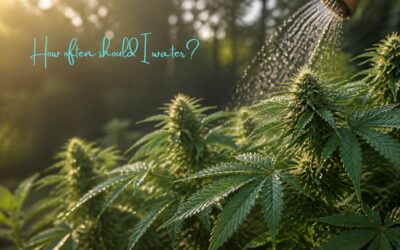 How to Water Outdoor Cannabis Plants in Summer Heat