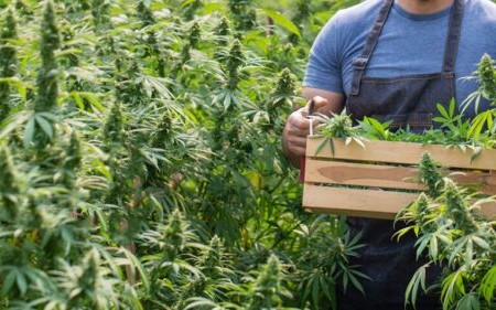 training cannabis plants