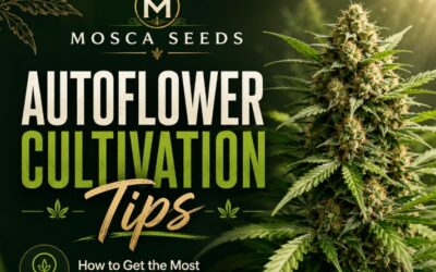 Autoflower Cultivation Tips