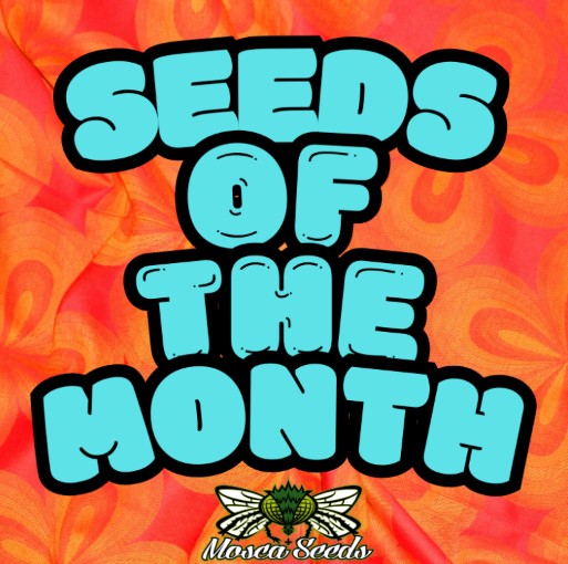 Mosca Seeds of The Month