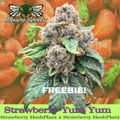 strawberry yum yum fem FREEBIE