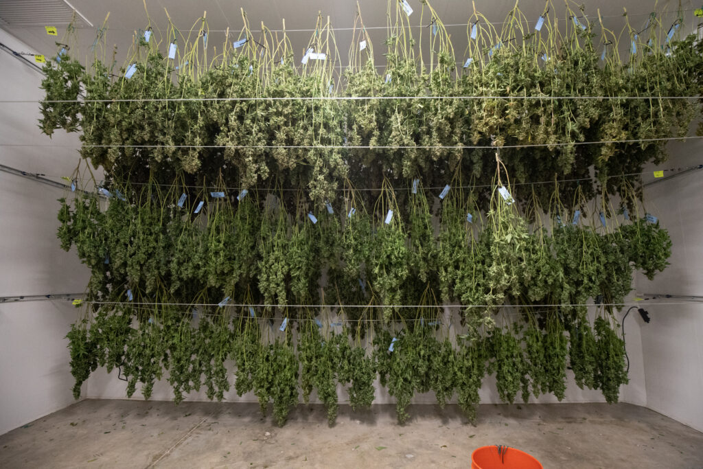 drying cannabis after harvest