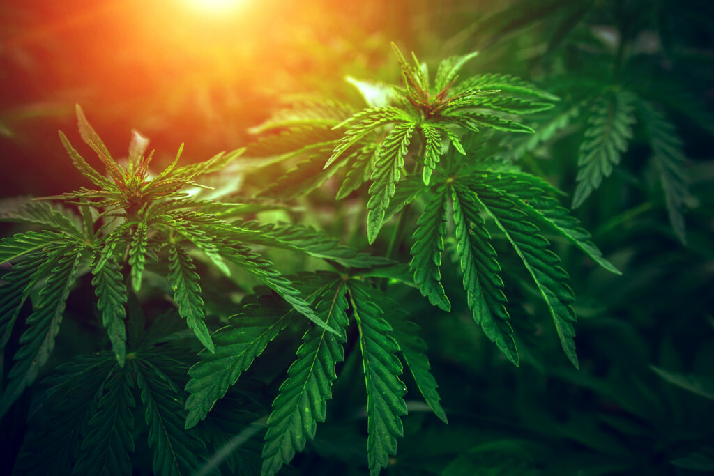 harvest cannabis crops