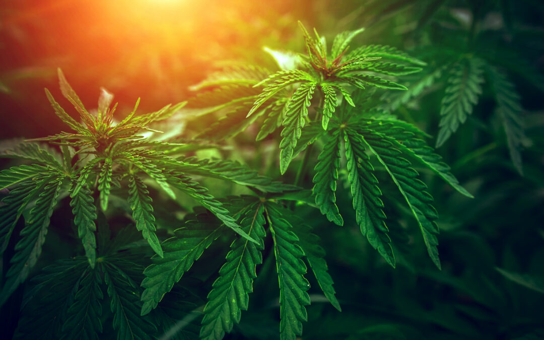 harvest cannabis crops
