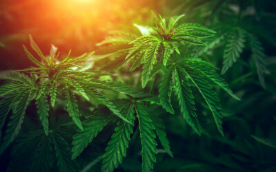 Late-Season Outdoor Cannabis: How Rain, Cold Nights, and First Frost Change the Harvest Plan