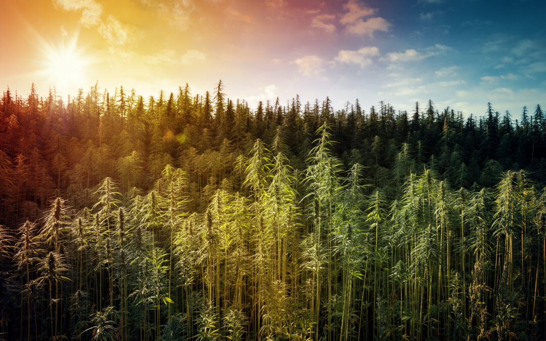 Croptober Prep: An Outdoor Cannabis Harvest Checklist for September